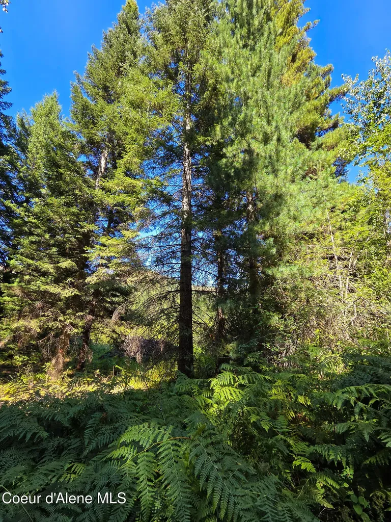 Nna Pup Paw Trail Priest River ID 83856