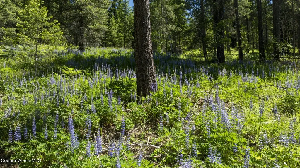 Tbd Kreiger Creek Road Lot 2 Careywood ID 83809