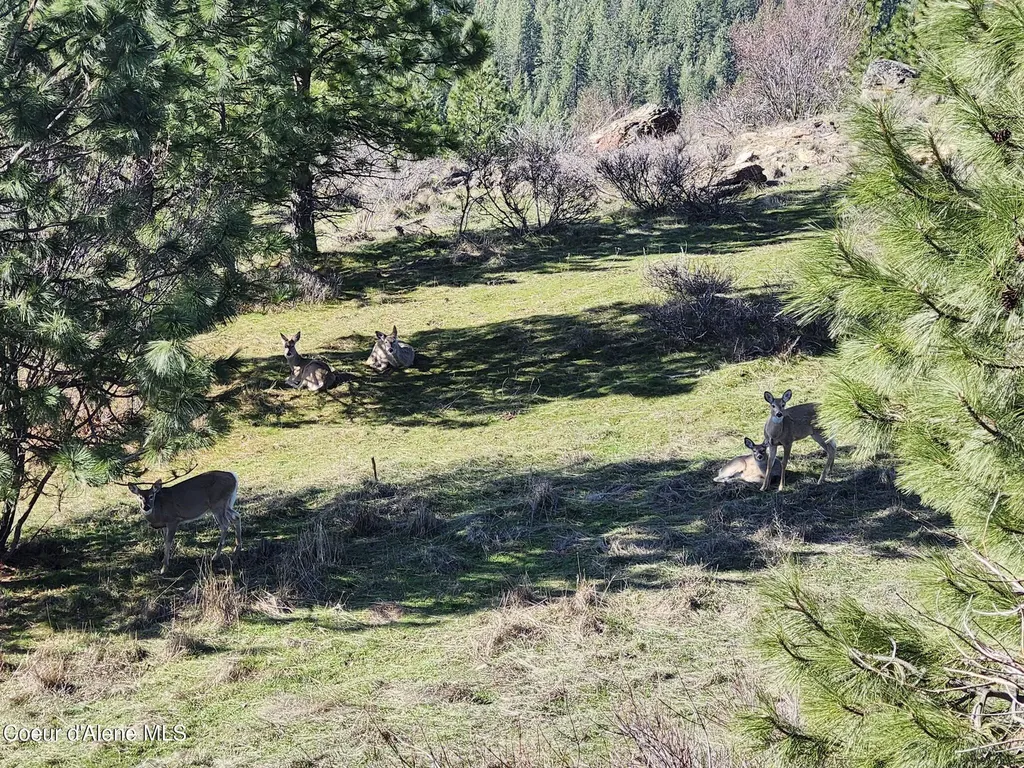 10653 N Payment Peak Road Hauser ID 83854