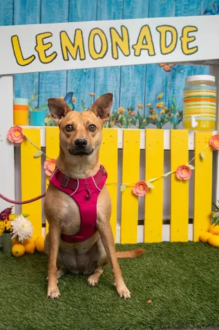 75-6016 Alii Drive Kailua-kona HI 96740