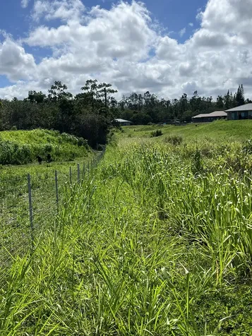 Young Road Hilo HI 96720