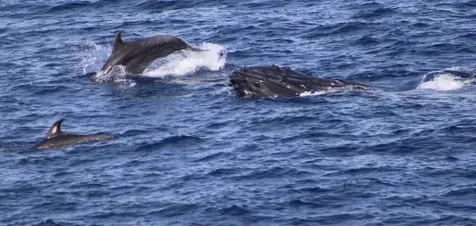 88-1510 Eono Avenue Captain Cook HI 96704