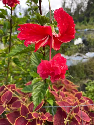 Ulei Street Mountain View HI 96771