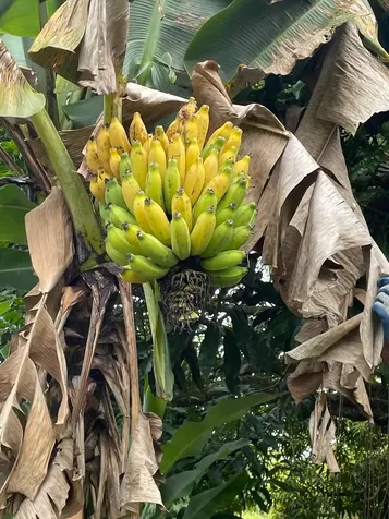 Ulei Street Mountain View HI 96771