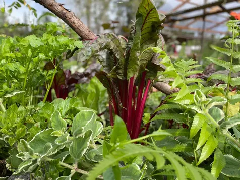 Ulei Street Mountain View HI 96771