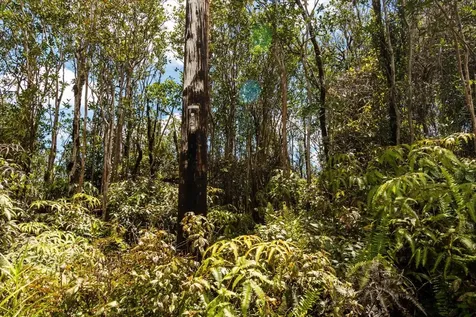 Anthurium Street Mountain View HI 96771