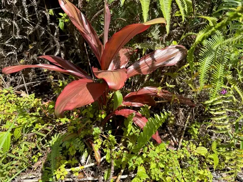 Road 4 (io Kea) Mountain View HI 96760