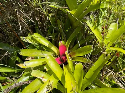 Road 4 (io Kea) Mountain View HI 96760