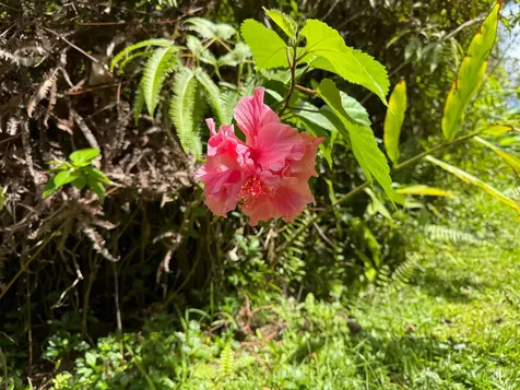 Road 4 (io Kea) Mountain View HI 96760