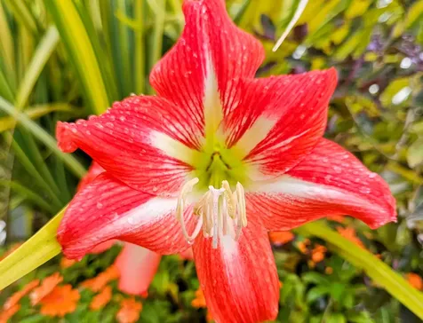 11-1858 Ulei Street Mountain View HI 96771