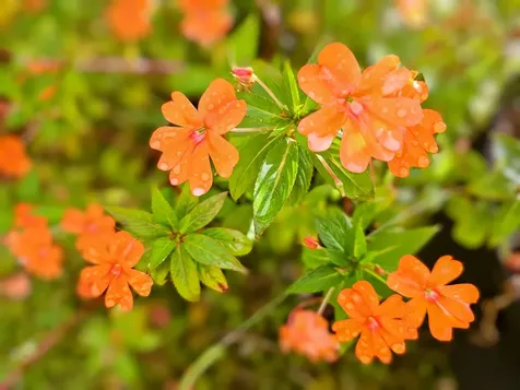 11-1858 Ulei Street Mountain View HI 96771