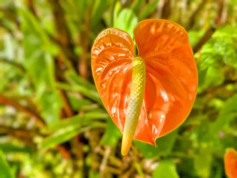 11-1858 Ulei Street Mountain View HI 96771