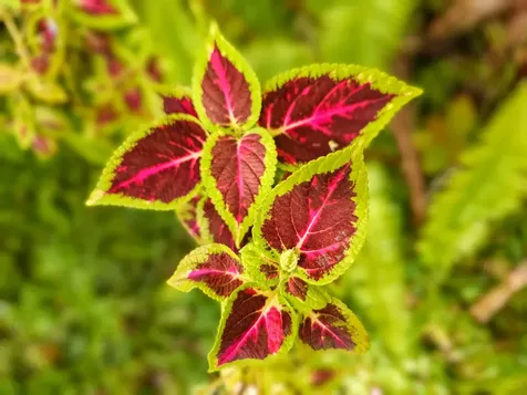 11-1858 Ulei Street Mountain View HI 96771