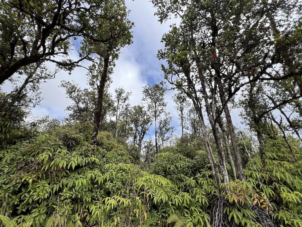 Wailele Street Mountain View HI 96771