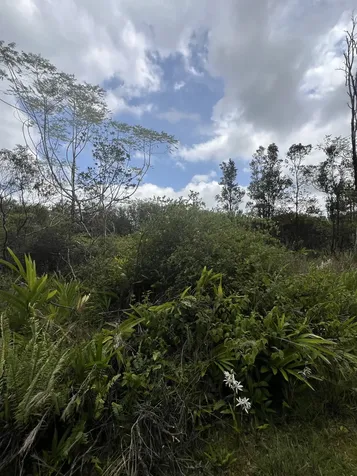 Kolea Street Mountain View HI 96771