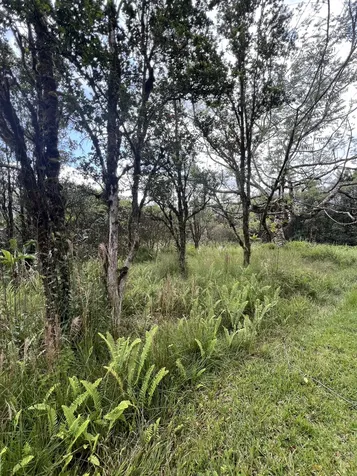 Kolea Street Mountain View HI 96771