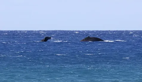 56-101 Pualani Road Hawi HI 96719