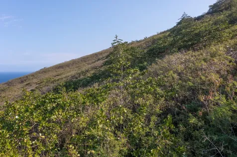 Guava Road Captain Cook HI 96704