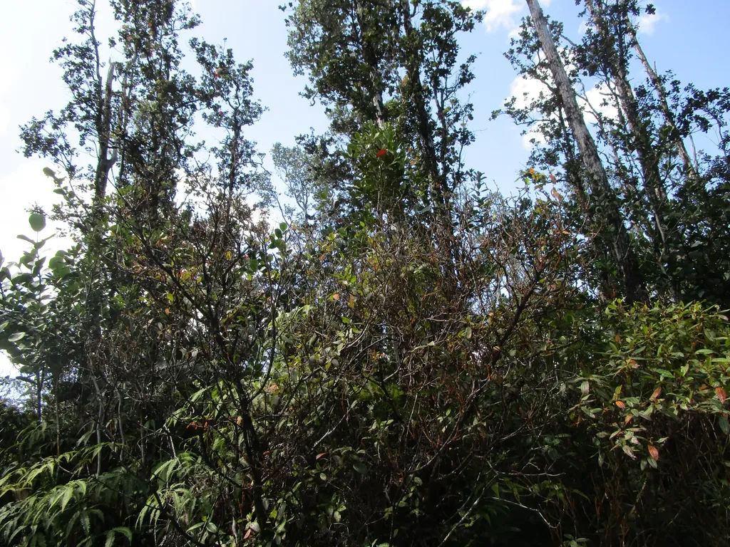 Pukalani Drive Pahoa HI 96778