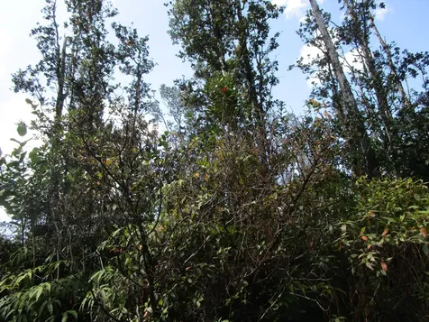 Pukalani Drive Pahoa HI 96778