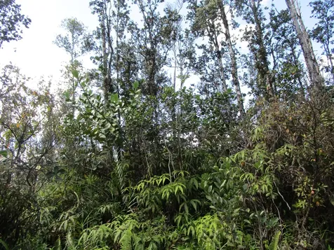 Pukalani Drive Pahoa HI 96778