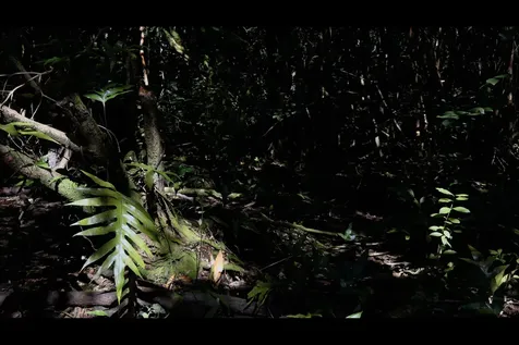 Kilika Road Keaau HI 96749