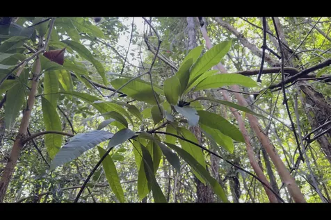 Kilika Road Keaau HI 96749