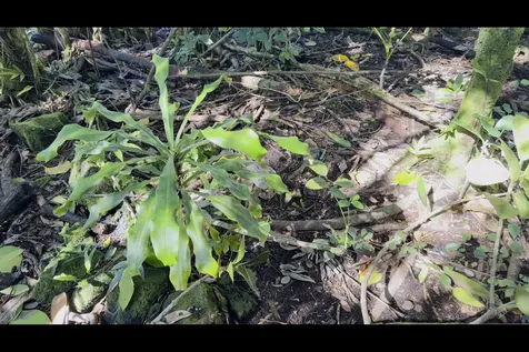 Kilika Road Keaau HI 96749