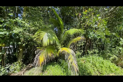 Kilika Road Keaau HI 96749