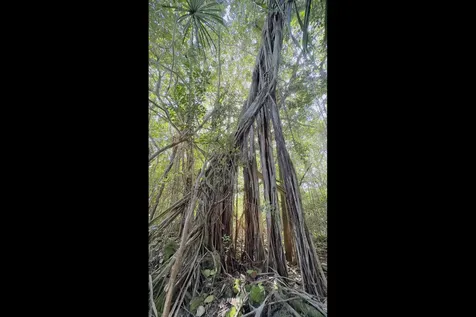 Kilika Road Keaau HI 96749