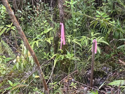 Road 6 (OOAA) Mountain View HI 96760