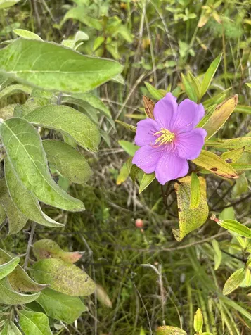 16-1889 36th Avenue Kurtistown HI 96760