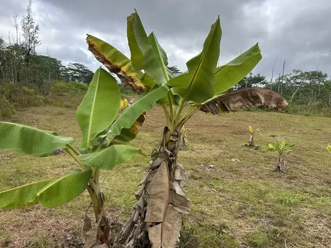 16-1889 36th Avenue Kurtistown HI 96760