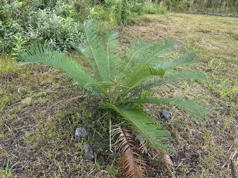 16-1889 36th Avenue Kurtistown HI 96760