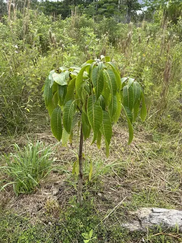 16-1889 36th Avenue Kurtistown HI 96760