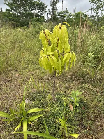 16-1889 36th Avenue Kurtistown HI 96760