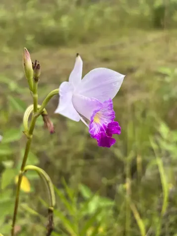 16-1889 36th Avenue Kurtistown HI 96760