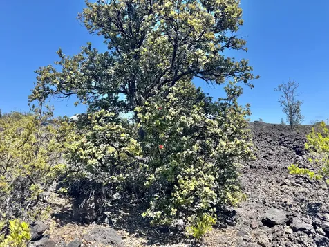 92-8394 Iwalani Parkway Ocean View HI 96737