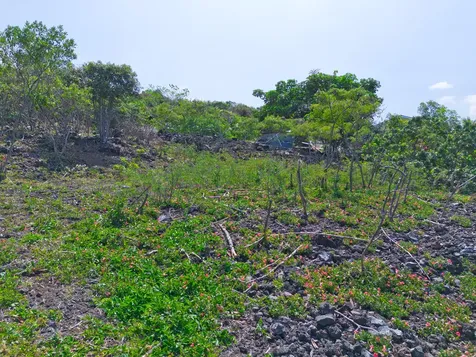 Awapuhi Avenue Captain Cook HI 96704