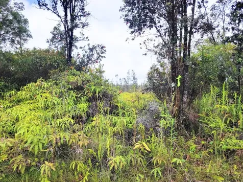 Road 1 (uhini Ana) Mountain View HI 96760