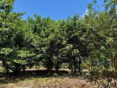 15-1423 16th Avenue Keaau HI 96749