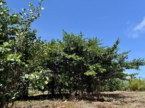 15-1423 16th Avenue Keaau HI 96749