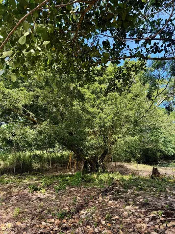 15-1423 16th Avenue Keaau HI 96749