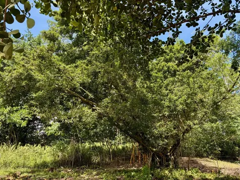 15-1423 16th Avenue Keaau HI 96749