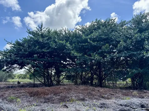 15-1423 16th Avenue Keaau HI 96749