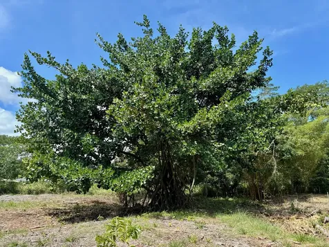 15-1423 16th Avenue Keaau HI 96749