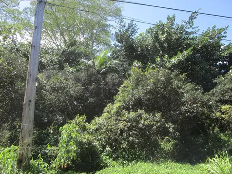 9TH Avenue (KALAUNU) Keaau HI 96749