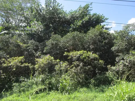 9TH Avenue (KALAUNU) Keaau HI 96749