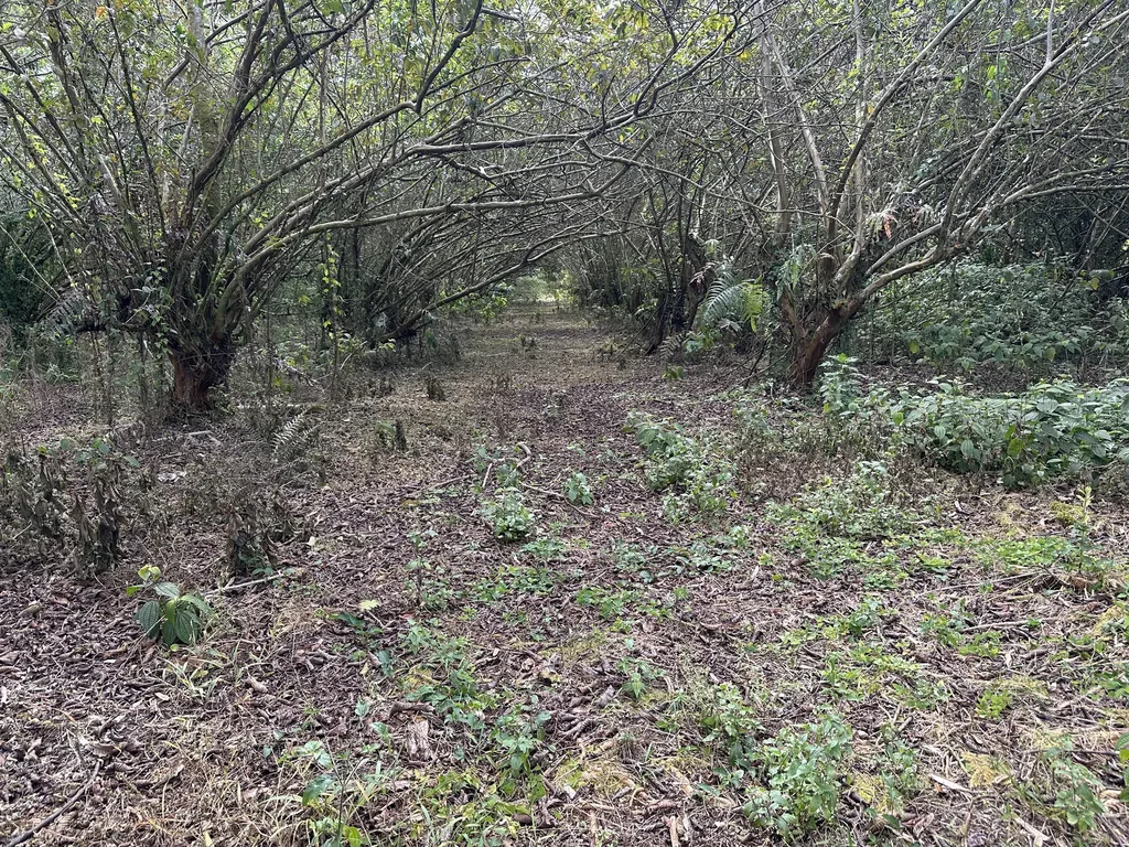 34th Avenue Keaau HI 96749