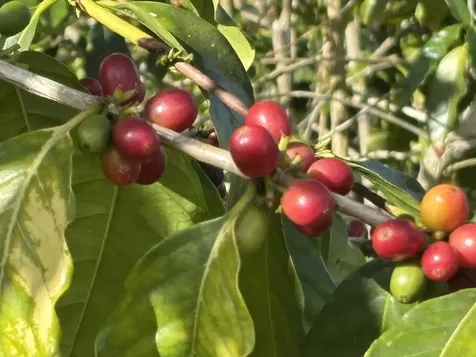 Bruner Road Captain Cook HI 96726